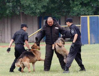 高清组图:揭秘北京警方警犬训练基地