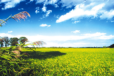 袁黄——天津南稻北种第一人【3】