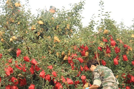 第一次青春走基层――青年干部在果园里帮助果农摘苹果袋